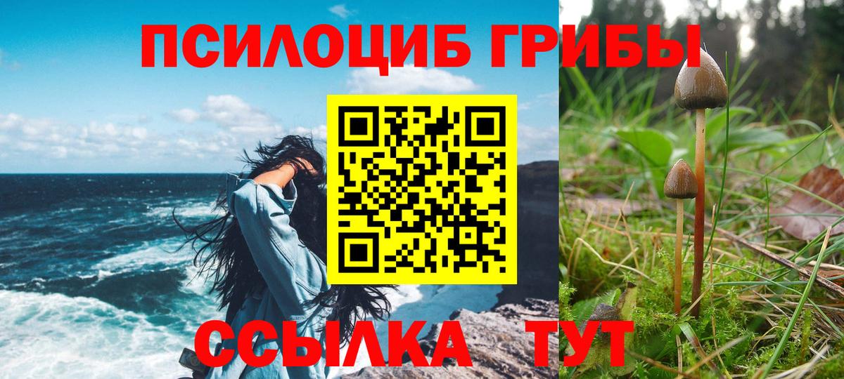 Псилоцибиновые грибы Psilocybe  Вход с VPN  Дубна 